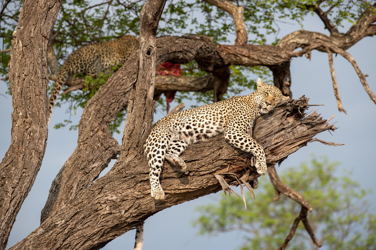 5 day flying safari to ngorongoro crater